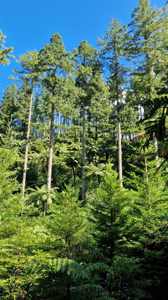 WHAKAREWAREWA FOREST LOOP